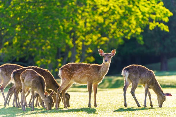 Red deer at the Dilijan wildlife sanctuary Armenia