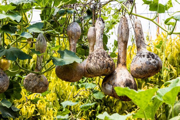 ripe fruits of calabash gourds on vines in green garden in Areni village, Armenia on sunny summer day