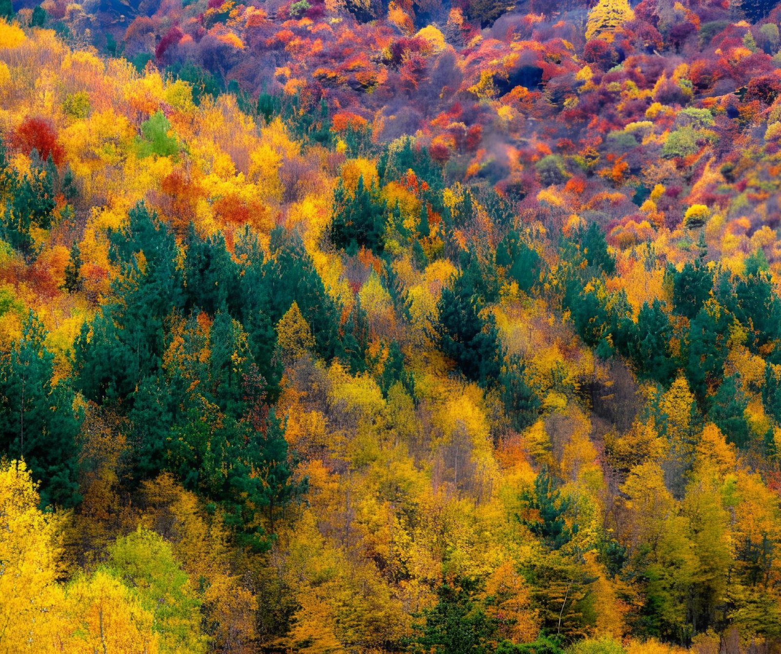 Golden autumn forest landscape in Tsaghkadzor, Kotayk region