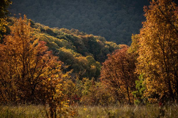 Traditional Armenian Gata festival and village market in autumn