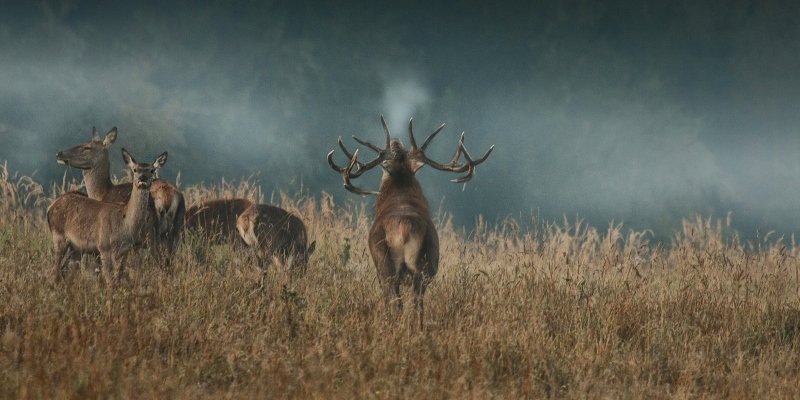 Caucasian Red Deer at the breeding center in Dilijan National Park